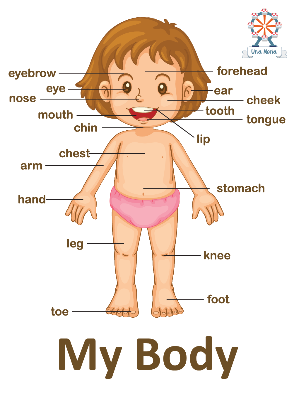 Flash Cards - My Body- iNMente UnaNoria